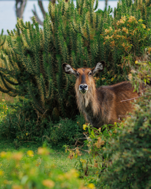 Hells Gate & Crescent Island - Photo 3