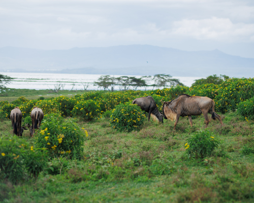 Hells Gate & Crescent Island - Photo 4