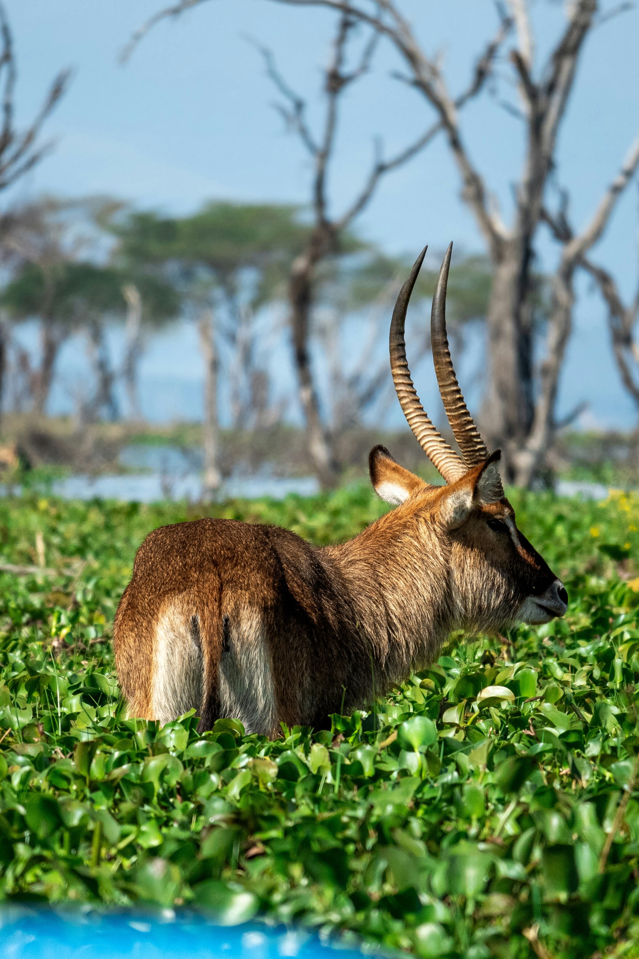 Hells Gate & Crescent Island - Photo 5